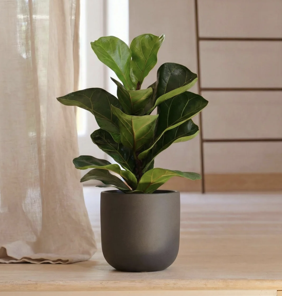 Fiddle Leaf