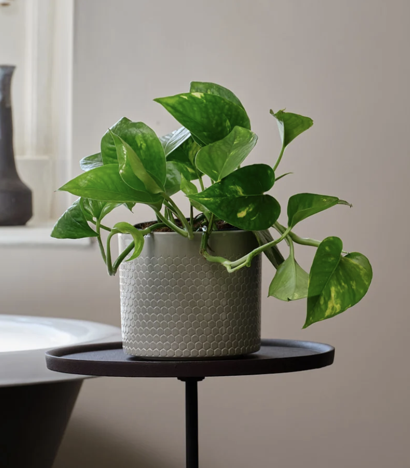 Golden Pothos