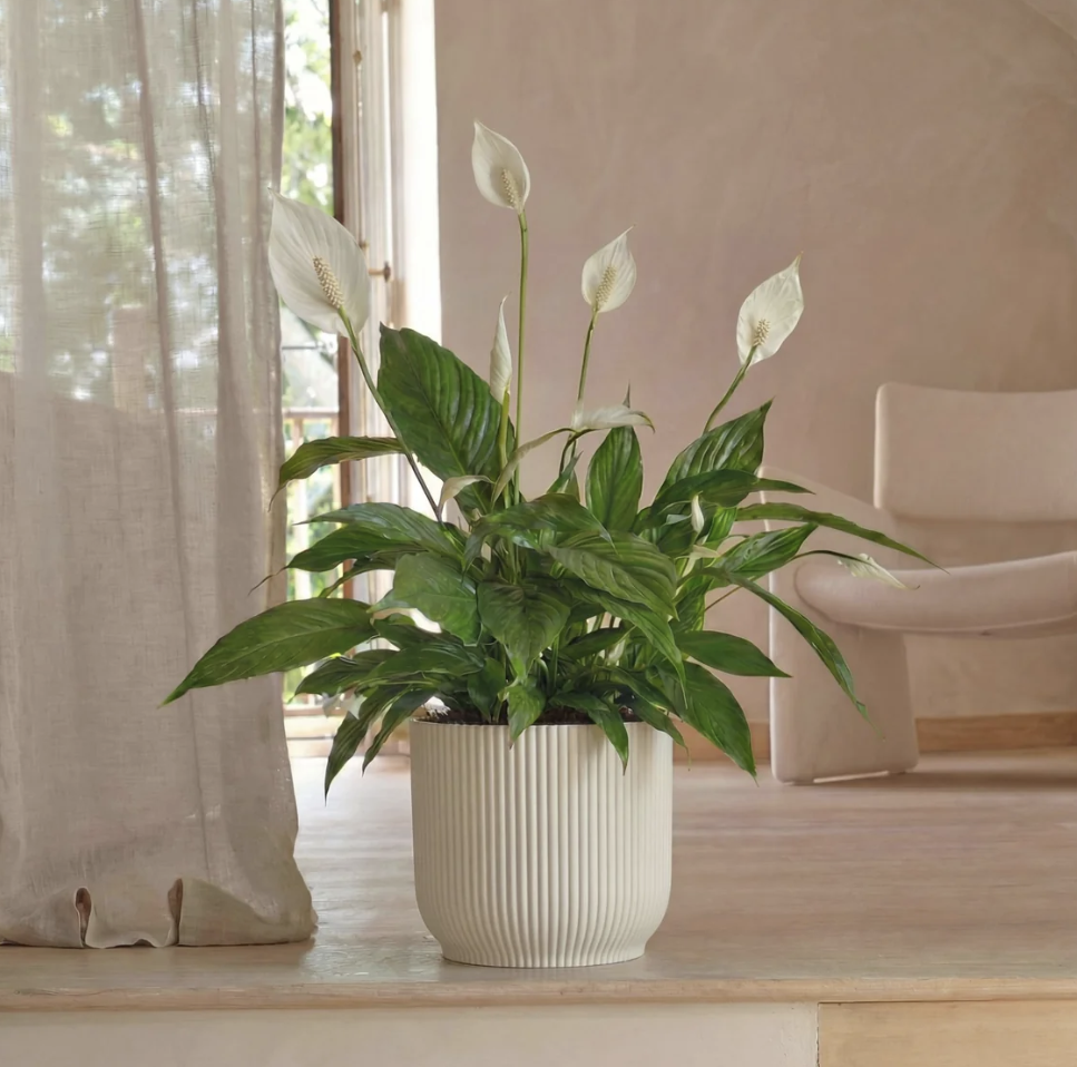 Peace Lily