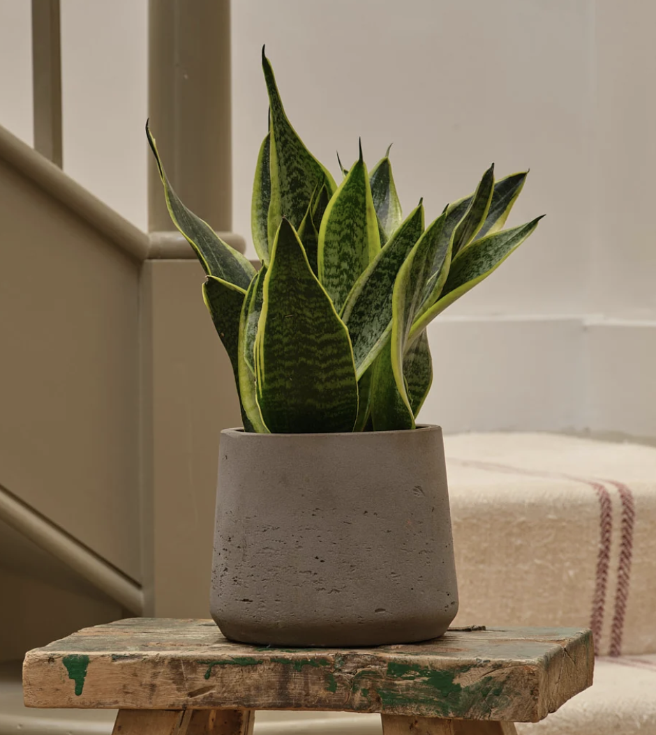 Snake Plant