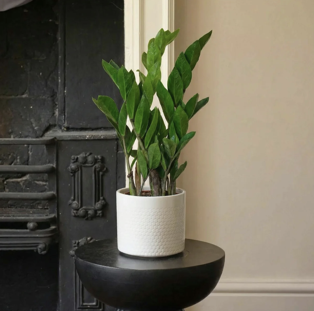 ZZ Plant
